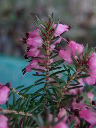 Attēlu rezultāti vaicājumam “Erica x darleyensis flower”