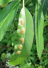 Attēlu rezultāti vaicājumam “Pontania proxima”