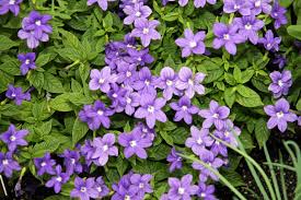 Image result for Browallia speciosa