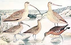 Image result for Numenius borealis