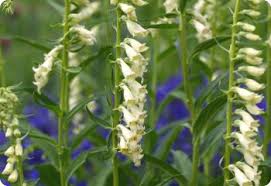 Image result for Digitalis lutea