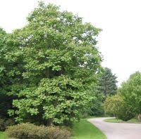 Attēlu rezultāti vaicājumam “Catalpa ovata”