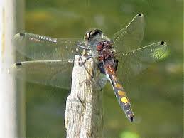 Attēlu rezultāti vaicājumam “Leucorrhinia pectoralis”