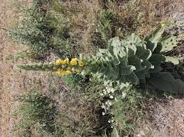Image result for Verbascum densiflorum