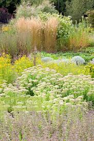 Attēlu rezultāti vaicājumam “Calamagrostis purpurea flower”
