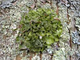 Attēlu rezultāti vaicājumam “Pleurosticta acetabulum”