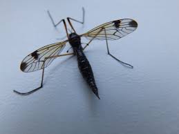 Attēlu rezultāti vaicājumam “Dictenidia bimaculata”