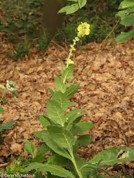 Image result for Verbascum phlomoides