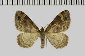 Attēlu rezultāti vaicājumam “Xanthorhoe spadicearia”