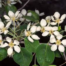 Attēlu rezultāti vaicājumam “Pyrus pyraster leaf”