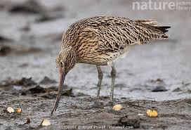 Attēlu rezultāti vaicājumam “Numenius arquata”