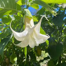 Attēlu rezultāti vaicājumam “Scrophularia umbrosa flower”