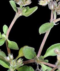 Attēlu rezultāti vaicājumam “Drepanocladus aduncus var. polycarpon”