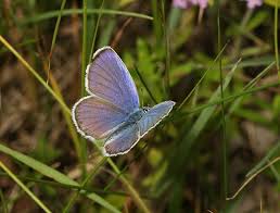 Attēlu rezultāti vaicājumam “Plebejus idas underside”