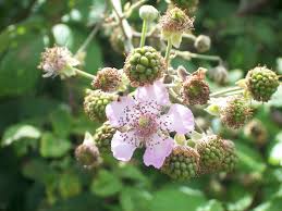 Attēlu rezultāti vaicājumam “Rubus plicatus flower”