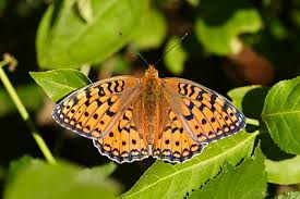Attēlu rezultāti vaicājumam “Argynnis niobe underside”