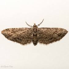 Attēlu rezultāti vaicājumam “Eupithecia tenuiata”