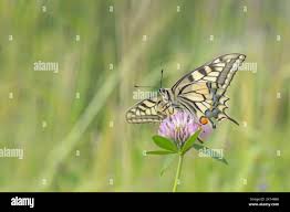 Attēlu rezultāti vaicājumam “Papilio machaon underside”