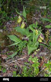 Attēlu rezultāti vaicājumam “Cypripedium calceolus leaf”