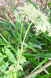 Attēlu rezultāti vaicājumam “Heracleum sosnowskyi fruit”