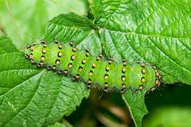 Attēlu rezultāti vaicājumam “Saturnia pavonia larva”