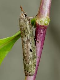 Attēlu rezultāti vaicājumam “Aphomia sociella female”