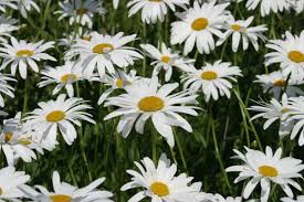 Attēlu rezultāti vaicājumam “Leucanthemum vulgare flower”