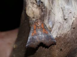 Attēlu rezultāti vaicājumam “Scoliopteryx libatrix”