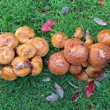 Attēlu rezultāti vaicājumam “Onnia tomentosa”