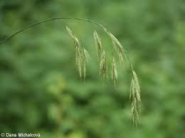 Attēlu rezultāti vaicājumam “Bromopsis benekenii”