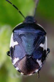 Attēlu rezultāti vaicājumam “Tritomegas bicolor nymph”