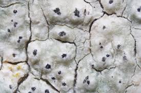 Attēlu rezultāti vaicājumam “Pertusaria pertusa”