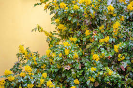 Attēlu rezultāti vaicājumam “Mahonia aquifolium flower”