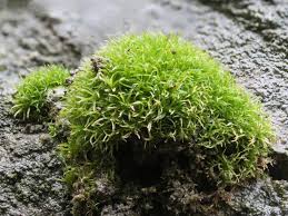 Attēlu rezultāti vaicājumam “Didymodon tophaceus”