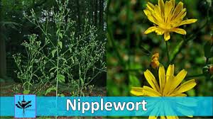 Attēlu rezultāti vaicājumam “Lapsana communis flower”