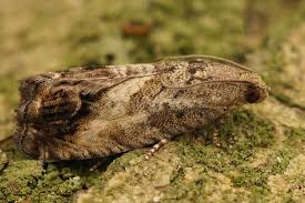 Attēlu rezultāti vaicājumam “Cydia splendana”