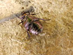 Attēlu rezultāti vaicājumam “Potosia cuprea”