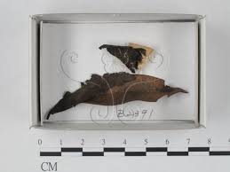 Attēlu rezultāti vaicājumam “Hemitrichia leiotricha”