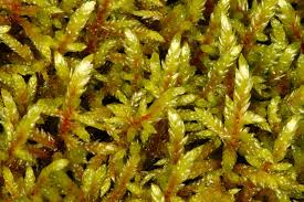 Attēlu rezultāti vaicājumam “Pleurozium schreberi”