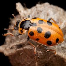 Attēlu rezultāti vaicājumam “Hippodamia tredecimpunctata”