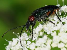 Attēlu rezultāti vaicājumam “Gaurotes virginea”