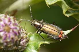 Attēlu rezultāti vaicājumam “Malachius bipustulatus”