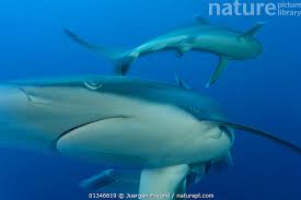 Image result for Carcharhinus albimarginatus