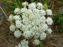 Image result for Daucus carota