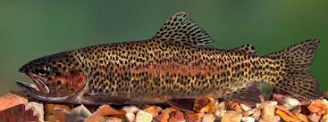 Image result for Oncorhynchus