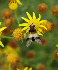 Attēlu rezultāti vaicājumam “Leucozona lucorum”