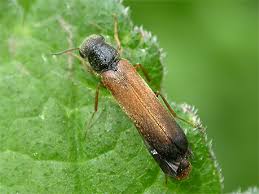 Attēlu rezultāti vaicājumam “Hylecoetus dermestoides male”