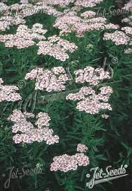 Attēlu rezultāti vaicājumam “Achillea salicifolia flower”