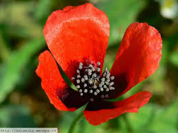 Attēlu rezultāti vaicājumam “Papaver argemone flower”