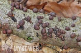 Attēlu rezultāti vaicājumam “Hypoxylon fragiforme / howeianum”